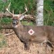 Scent Control Tips for Deer Hunting